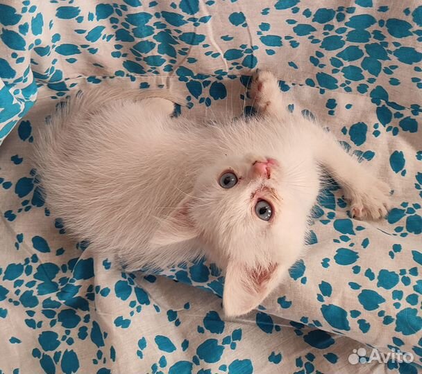 Белый котенок