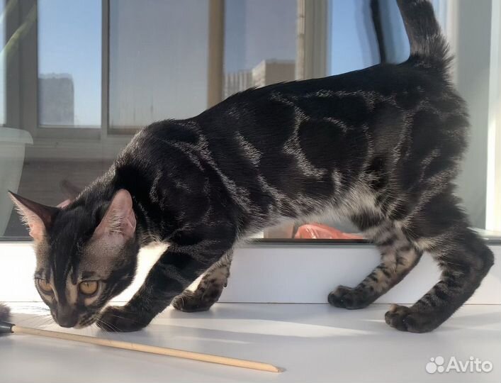 Кошка