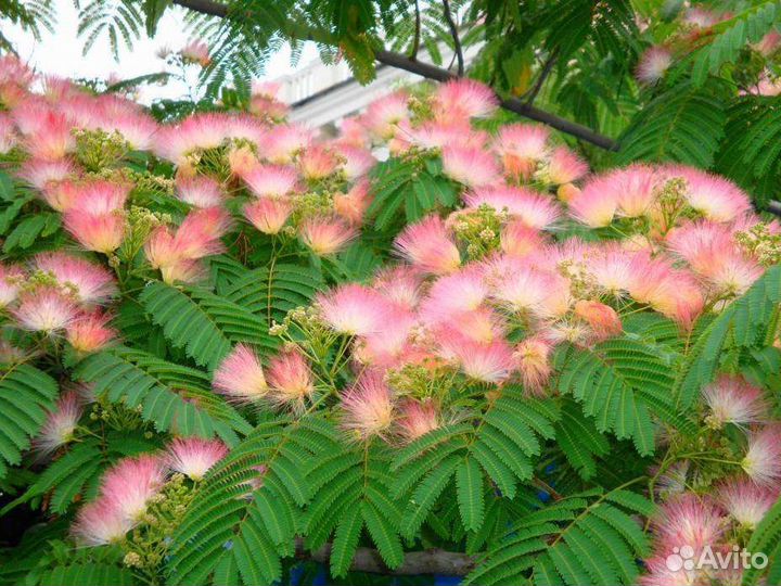 Акация Ленкоранская, Глициния, Текома, Гибискус