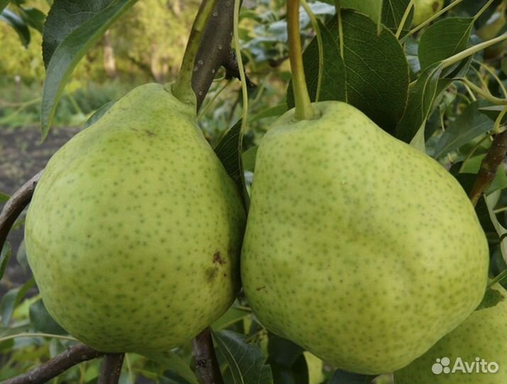 Саженцы груши с зкс