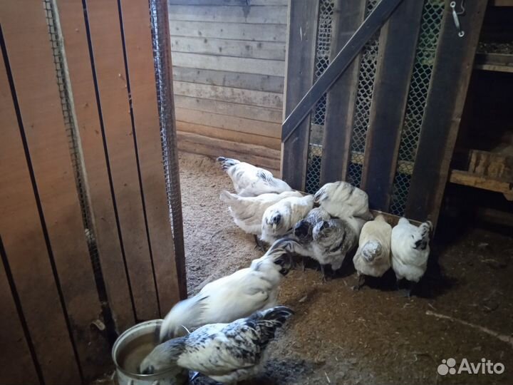 Лакеданзи серебро цыплята