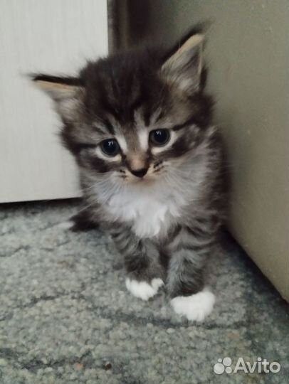 Котята в добрые руки бесплатно