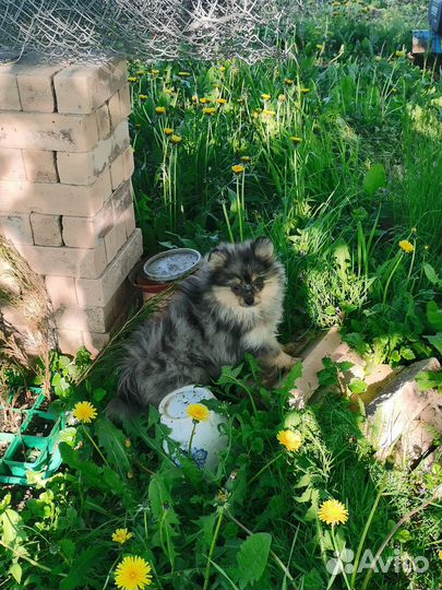 Щенки шпица девочка