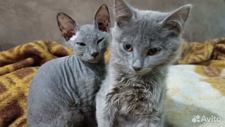 Донской сфинкс котята