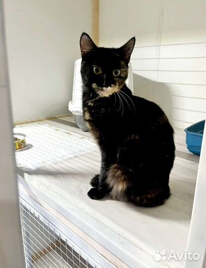 Симону принесли на усыпление