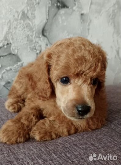 Щенки пуделя. Мальчики. РКФ