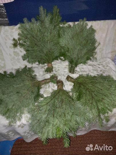 Пихтовый веник для бани