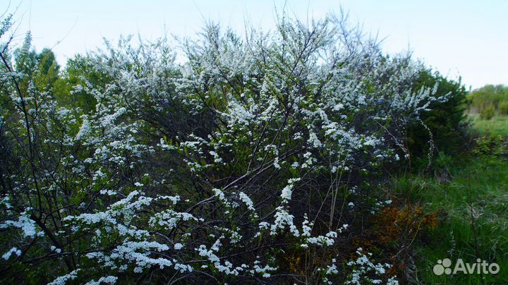 Спирея аргута