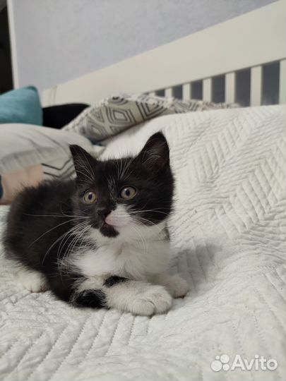 Кошка котенок в добрые руки