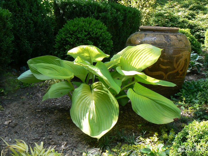 Хоста Сан энд сабстенс