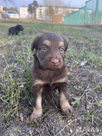 Собака в добрые руки отдам бесплатно