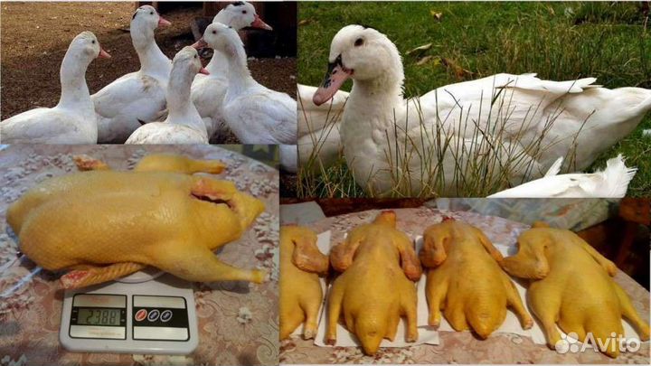 Муларды тяжелой линии Франции