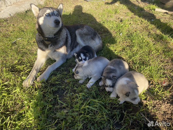 Щенки сибирской хаски