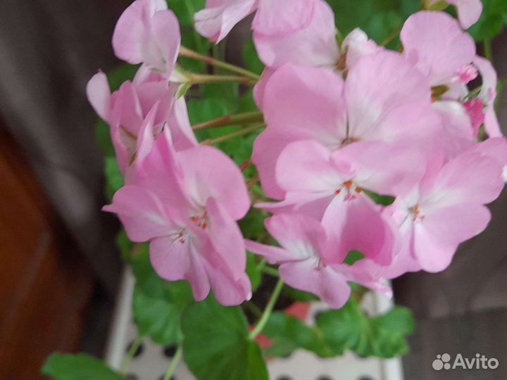 Пеларгония герань