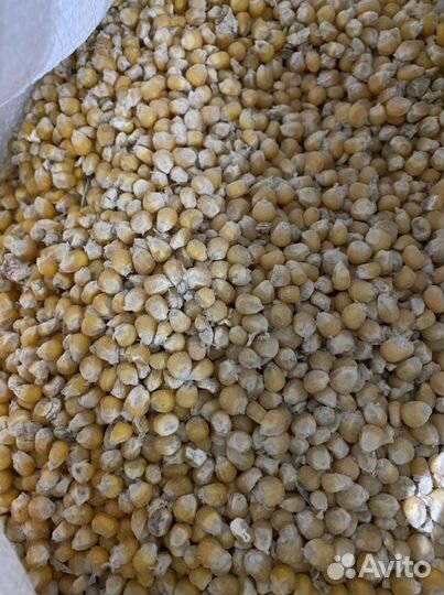 Комбикорм для кур и свиней. Экструдированный корм