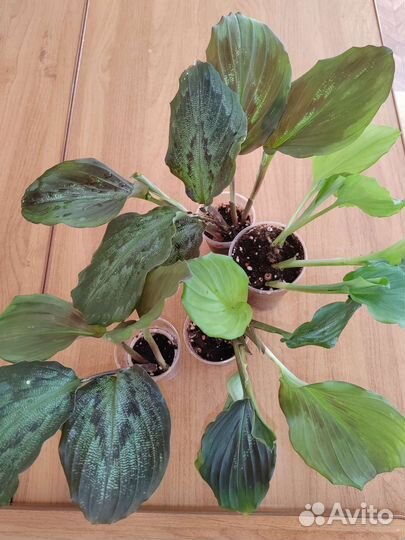 Калатея, Ктененты, кемпферия, антуриум, церопегия