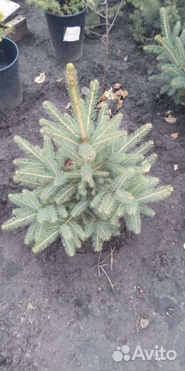 Ель голубая