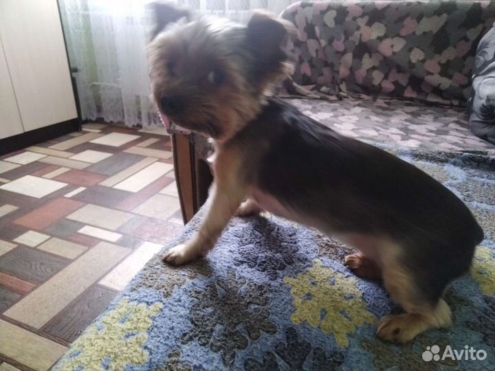 Готовы к брони