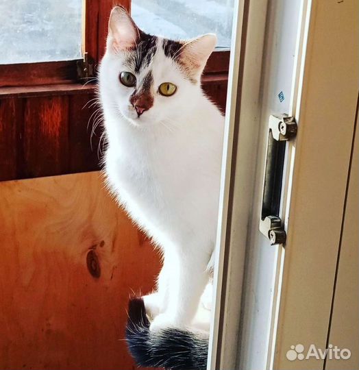 Кошечка Сонечка