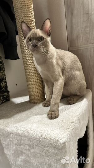 Бурманский котенок