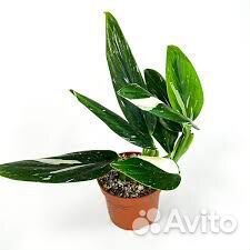 Комнатные цветы растение филодендрон Кобра белая