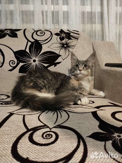 Котята мейн-кун