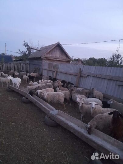 Овцы бараны