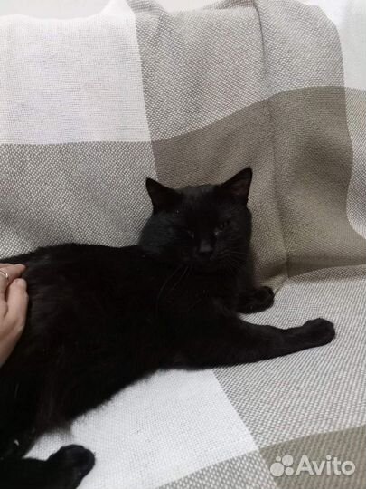 Кошка и котик