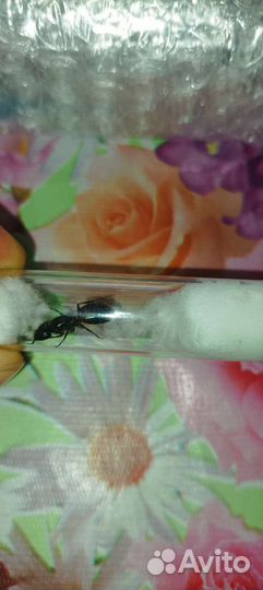 Camponotus Ligniperda