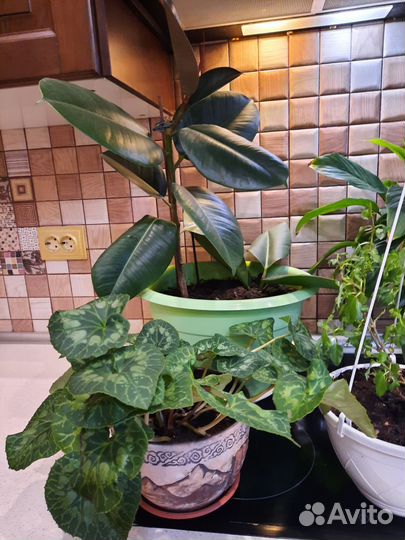 Комнатные растения цветы