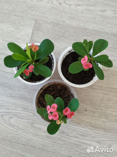 Молочай миля