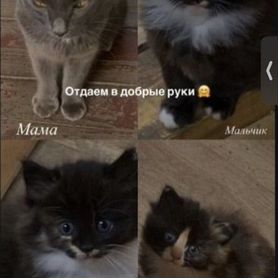 Кошка и котята с СНТ