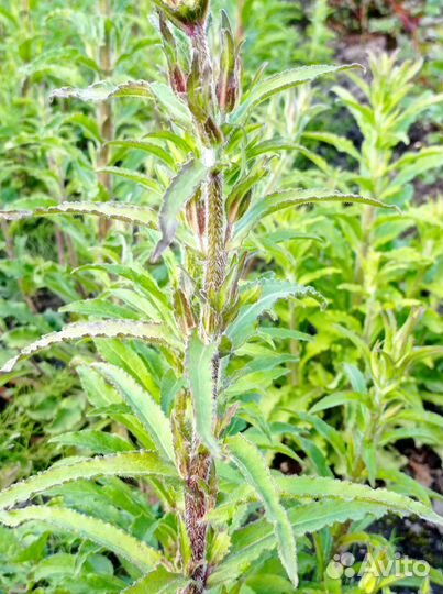 Колокольчик средний махровый