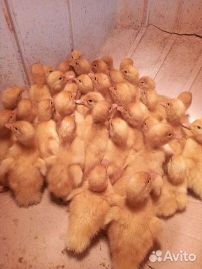 Утята стар 53