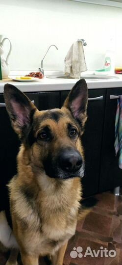 Немецкая овчарка вязка