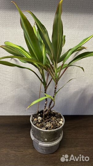 Кордилина киви домашний цветок
