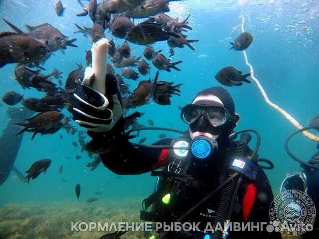 Дайвинг в Геленджике