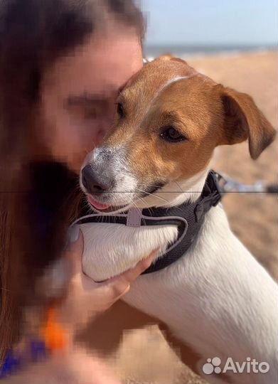 Вязка собак джек рассел нужна девочка