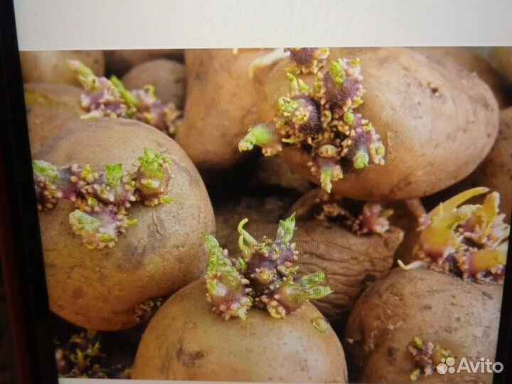 Картофель семенной пророщенный с доставкой
