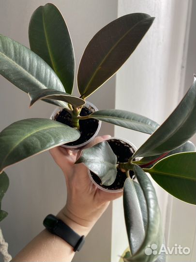 Фикус Мелани