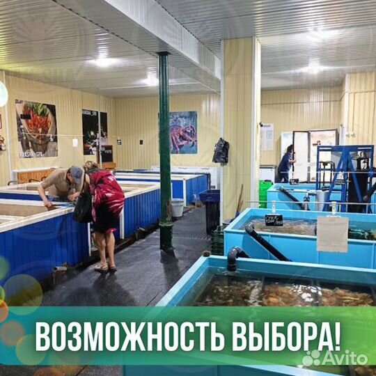Устрицы живые Императорские Мидии Морепродукты