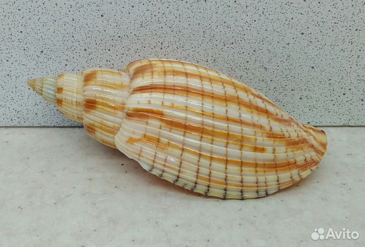 Лурия Куродай 9 морская ракушка раковина