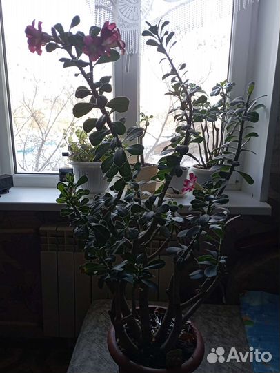 Адениум взрослый цветёт круглый год лет 12-15