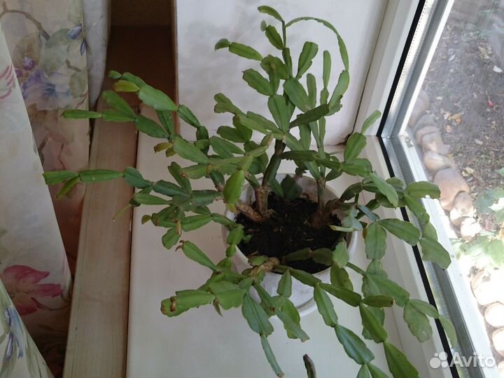 Комнатные цветы