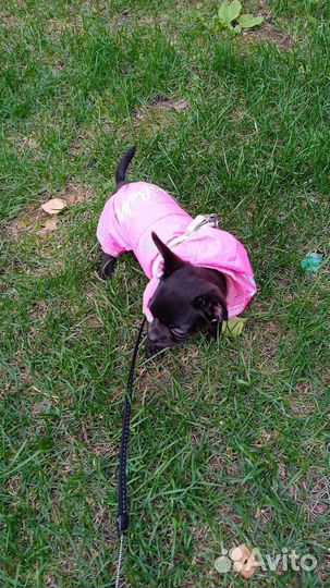 Мини чихуахуа