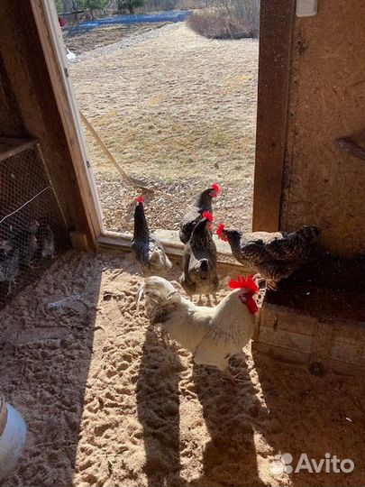 Молодые петухи