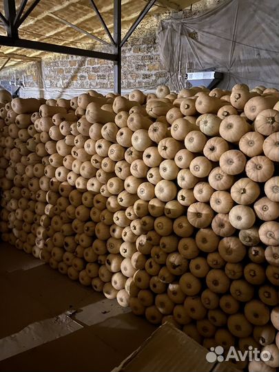 Тыква плута(соната)