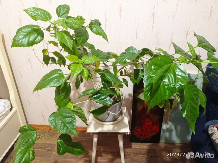 Китайская роза