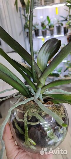 Орхидея фаленопсис