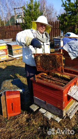 Продам пчелосемьи, пчелопакет